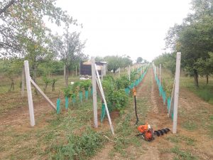 Vinohrad vrtání a usazování sloupků